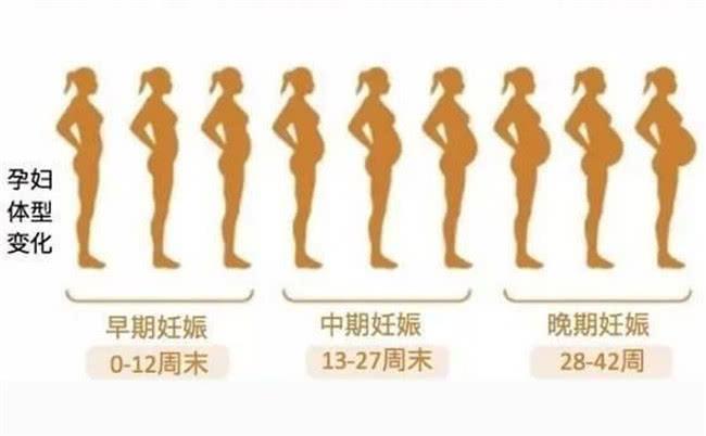 怀孕3个月肚子多大,怀孕三个月肚子大小的变化与个体差异